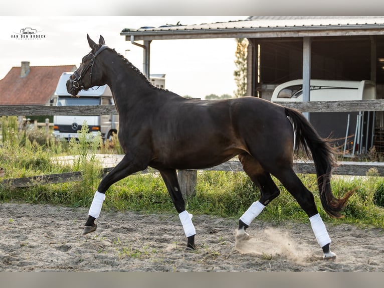 Belga Giumenta 3 Anni 171 cm Baio scuro in Schore