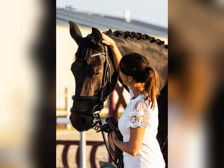 Belga Giumenta 3 Anni 171 cm Baio scuro in Schore