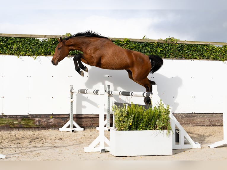 Belga Giumenta 4 Anni 162 cm Baio in Waddinxveen