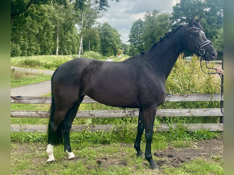 Belga Giumenta 4 Anni 164 cm Morello in Hude (Oldenburg)