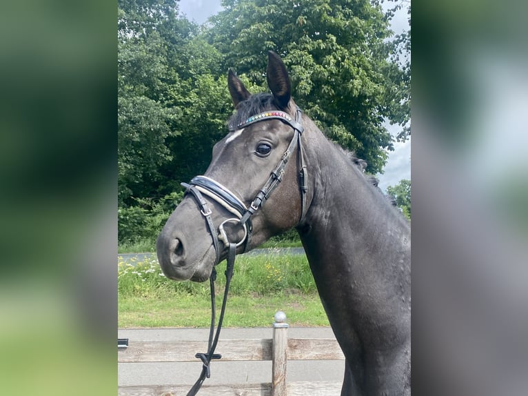 Belga Giumenta 4 Anni 164 cm Morello in Hude (Oldenburg)