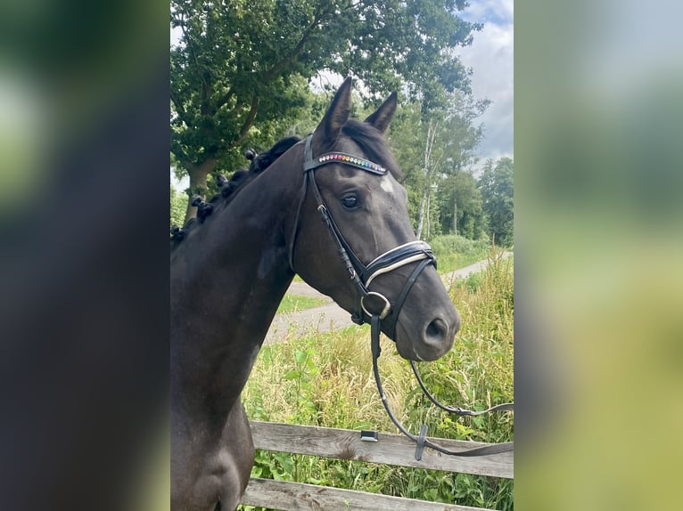 Belga Giumenta 4 Anni 164 cm Morello in Hude (Oldenburg)