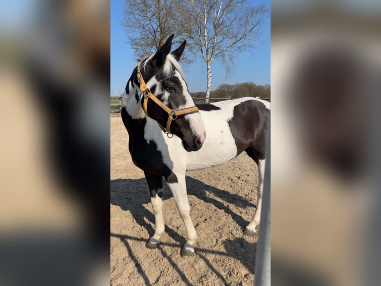 Belga Giumenta 4 Anni 165 cm Pezzato in Steddorf
