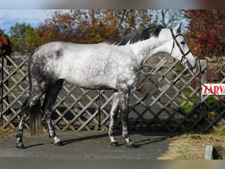 Belga Giumenta 4 Anni 166 cm Grigio pezzato in Békéscsaba