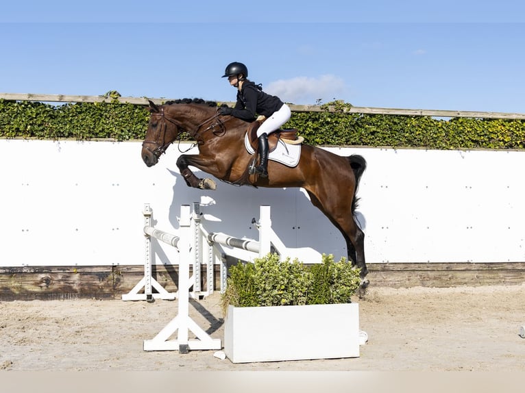 Belga Giumenta 4 Anni 168 cm Baio in Waddinxveen