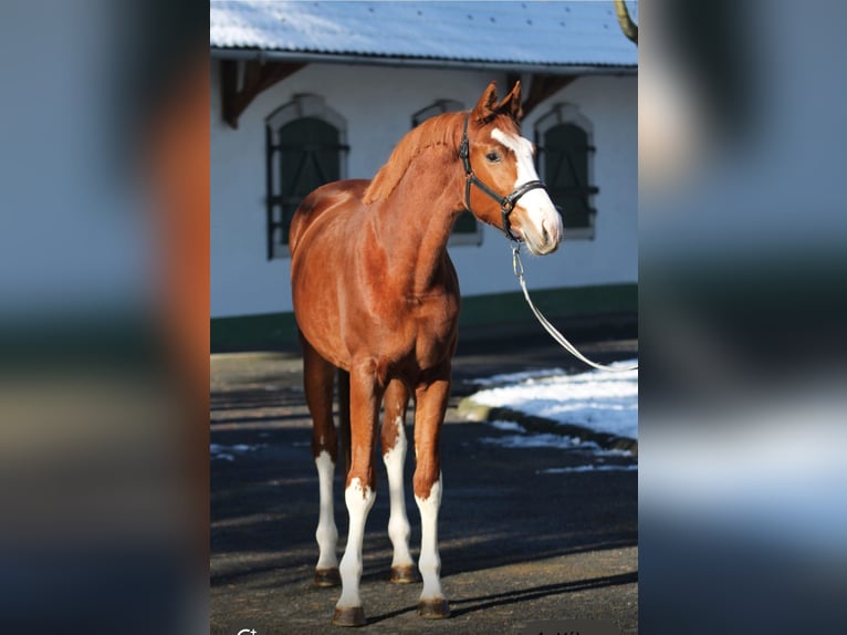 Belga Giumenta 4 Anni 168 cm Sauro in Murska Soboda