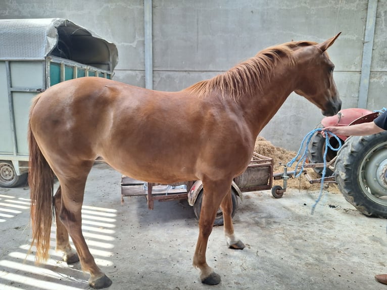 Belga Giumenta 4 Anni 168 cm Sauro scuro in Attenrode-Wever