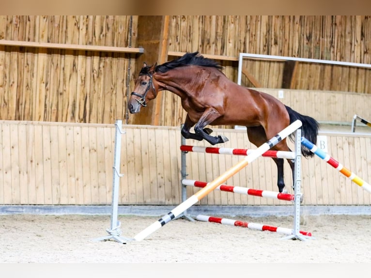 Belga Giumenta 4 Anni 177 cm Baio in Zaffelare