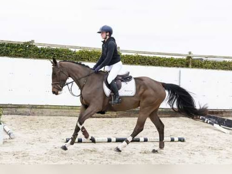 Belga Giumenta 4 Anni in Waddinxveen