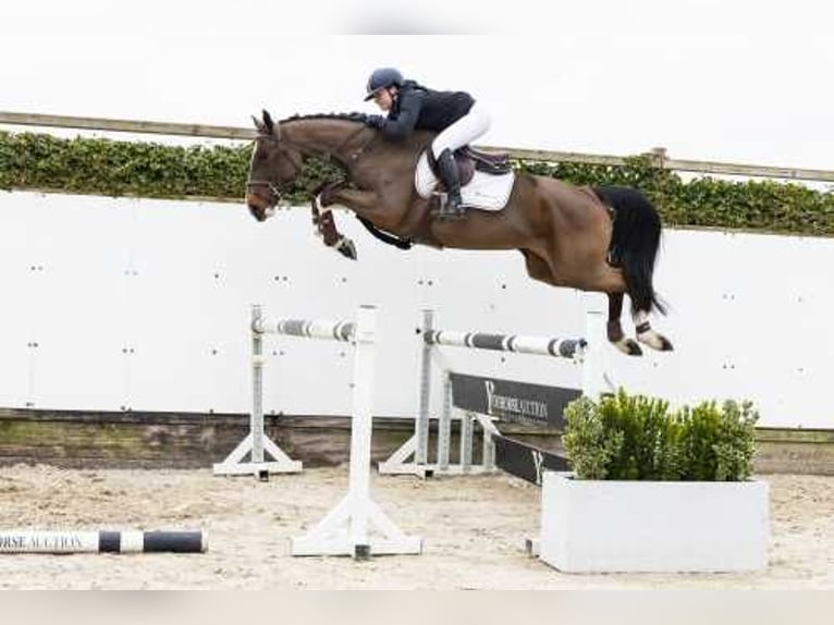 Belga Giumenta 4 Anni in Waddinxveen