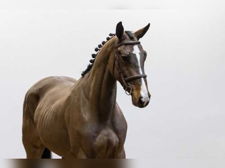 Belga Giumenta 4 Anni in Waddinxveen