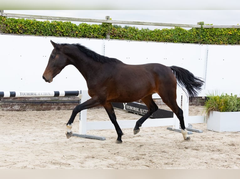Belga Giumenta 5 Anni 155 cm Baio roano in Waddinxveen