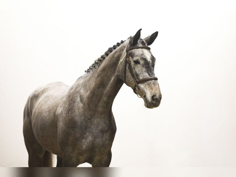 Belga Giumenta 5 Anni 161 cm in Waddinxveen