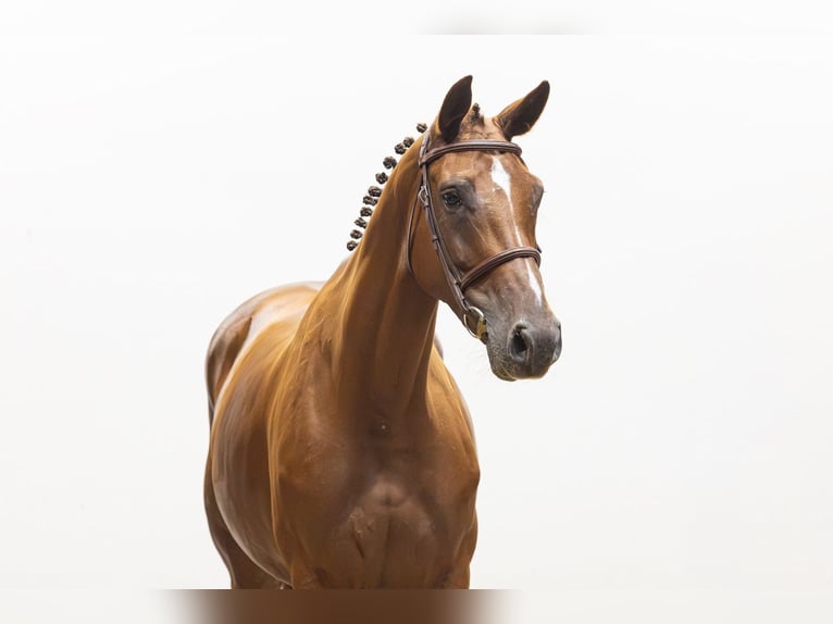 Belga Giumenta 5 Anni 162 cm Sauro scuro in Waddinxveen