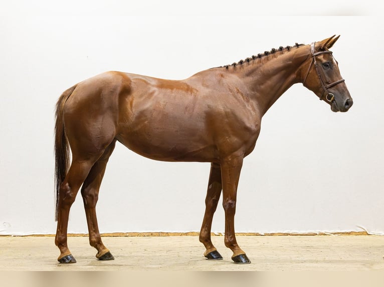 Belga Giumenta 5 Anni 162 cm Sauro scuro in Waddinxveen