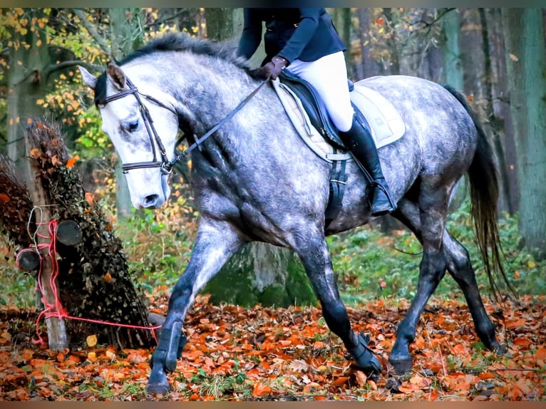 Belga Giumenta 5 Anni 163 cm Grigio in Laarne