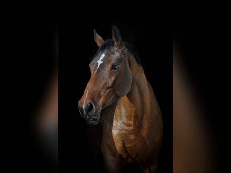 Belga Giumenta 5 Anni 164 cm Baio in Fraunberg