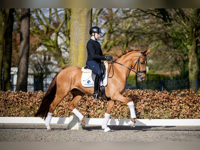 Belga Giumenta 5 Anni 165 cm Sauro in Weert