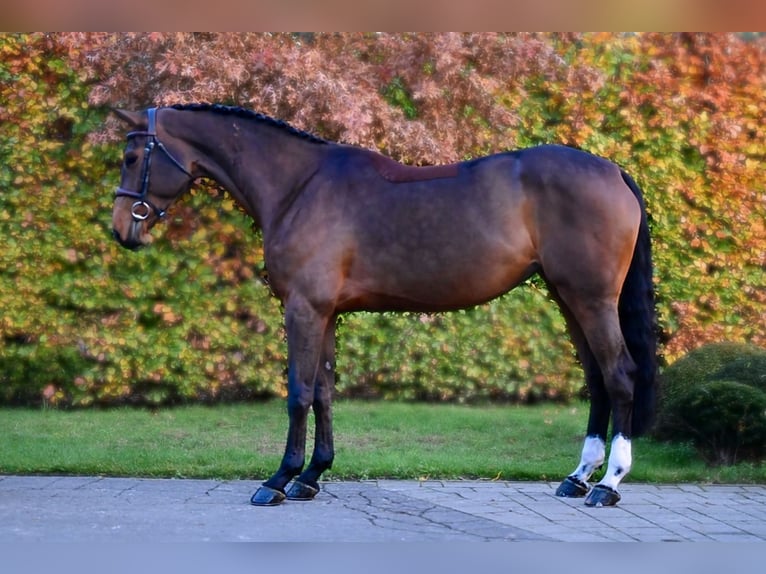 Belga Giumenta 5 Anni 167 cm Baio scuro in Bladel