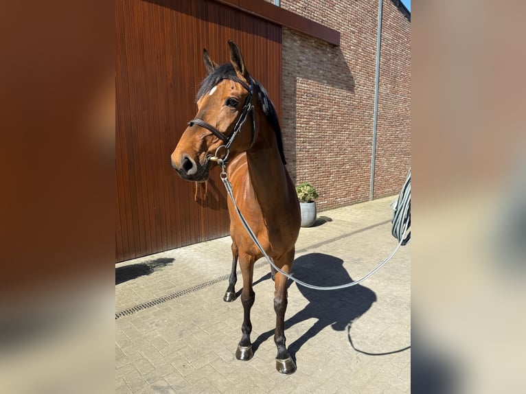 Belga Giumenta 5 Anni 168 cm Baio in Sint Gillis Waas