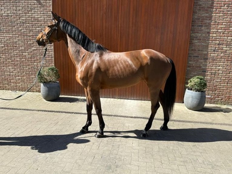 Belga Giumenta 5 Anni 168 cm Baio in Sint Gillis Waas