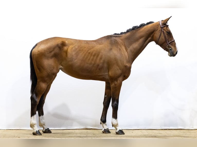 Belga Giumenta 5 Anni 169 cm Baio in Waddinxveen