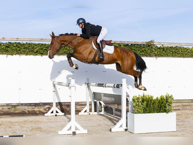 Belga Giumenta 5 Anni 169 cm Baio in Waddinxveen