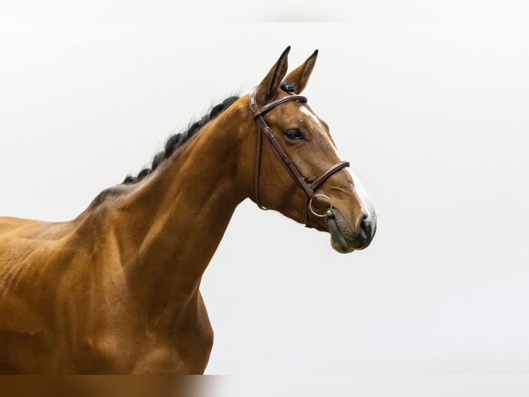 Belga Giumenta 5 Anni 169 cm Baio in Waddinxveen