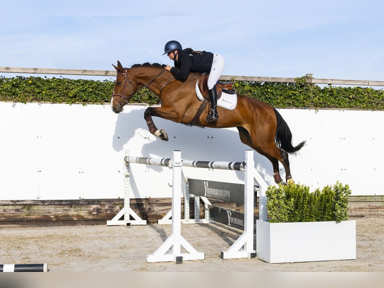 Belga Giumenta 5 Anni 169 cm Baio in Waddinxveen