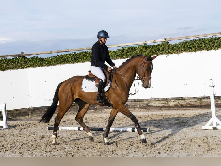 Belga Giumenta 5 Anni 169 cm Baio in Waddinxveen