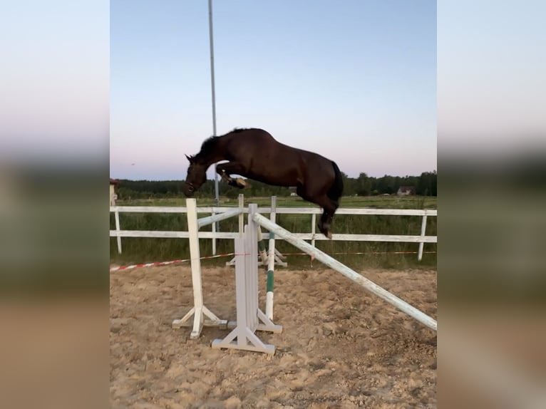 Belga Giumenta 5 Anni 169 cm Baio scuro in Ādaži