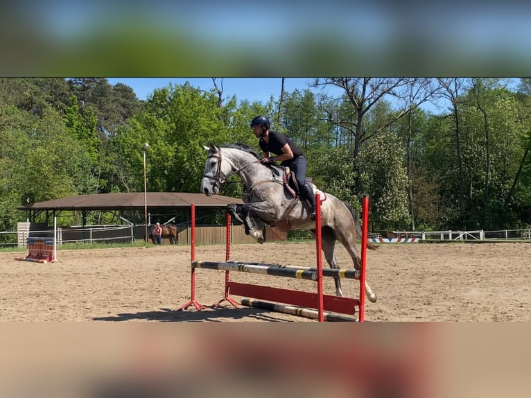 Belga Giumenta 5 Anni 169 cm  in Poznan