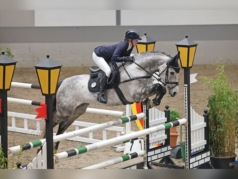 Belga Giumenta 5 Anni 169 cm  in Poznan