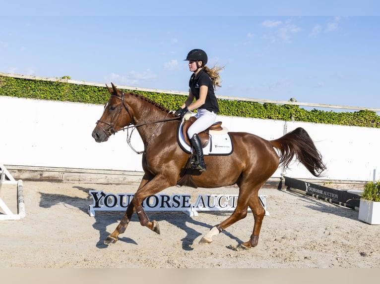 Belga Giumenta 5 Anni 169 cm Sauro in Waddinxveen