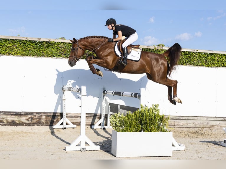 Belga Giumenta 5 Anni 169 cm Sauro in Waddinxveen