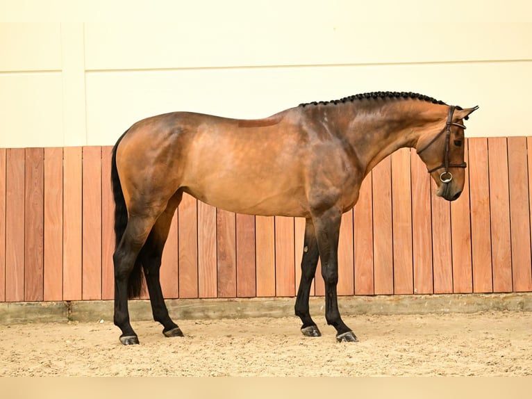 Belga Giumenta 5 Anni 170 cm Baio in Bladel