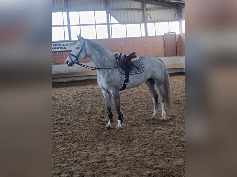 Belga Giumenta 5 Anni 170 cm Grigio in Oberstadion