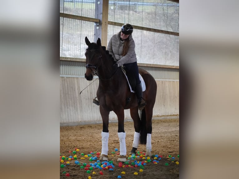 Belga Giumenta 5 Anni 174 cm Baio in Nettersheim