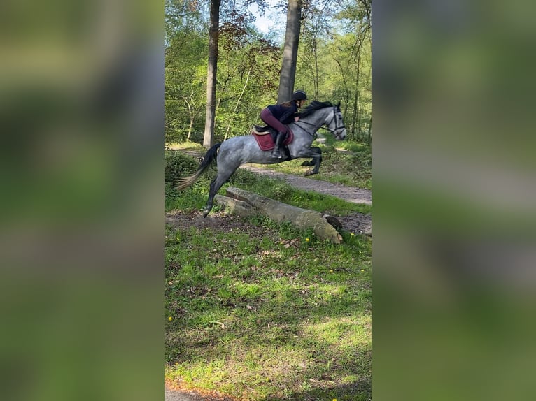Belga Giumenta 6 Anni 158 cm Grigio in Zuienkerke