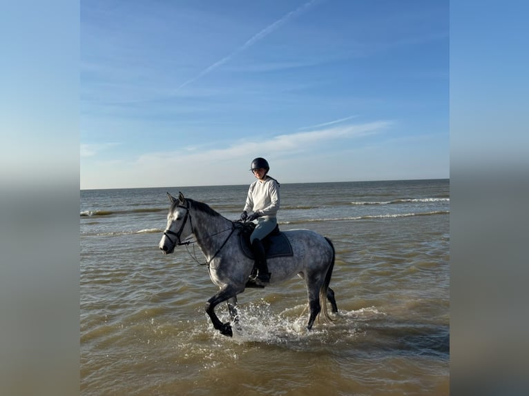 Belga Giumenta 6 Anni 158 cm Grigio in Zuienkerke