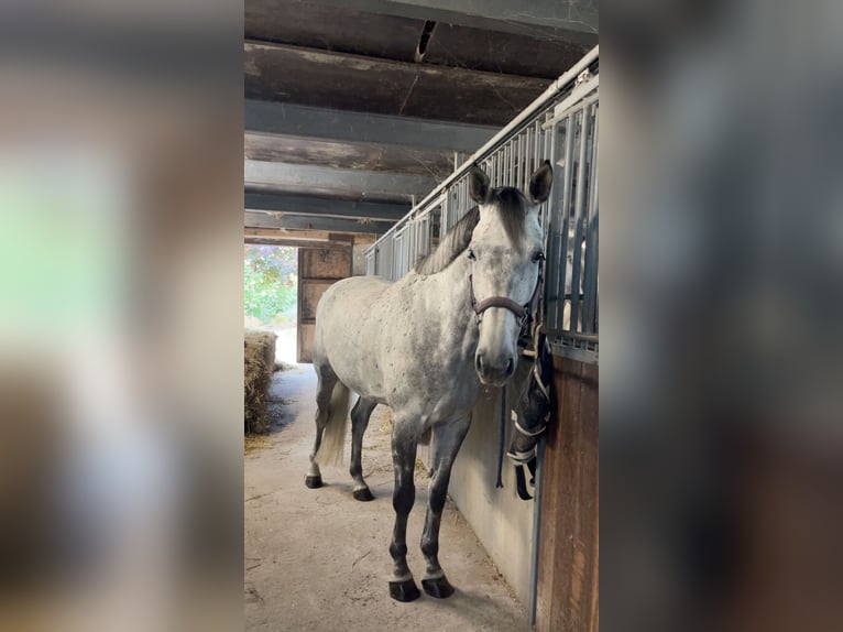 Belga Giumenta 6 Anni 158 cm Grigio in Zuienkerke