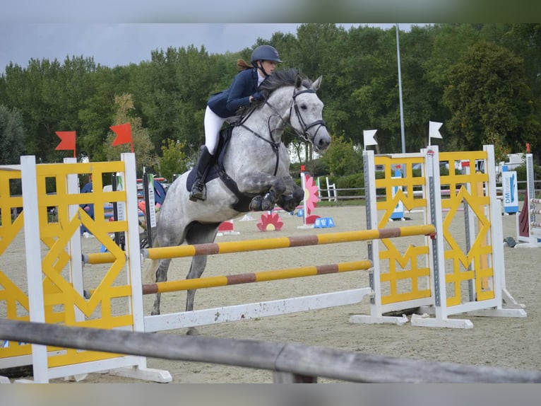 Belga Giumenta 6 Anni 158 cm Grigio in Zuienkerke