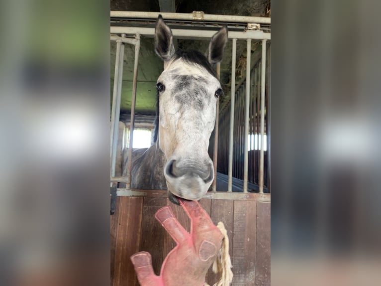 Belga Giumenta 6 Anni 158 cm Grigio in Zuienkerke