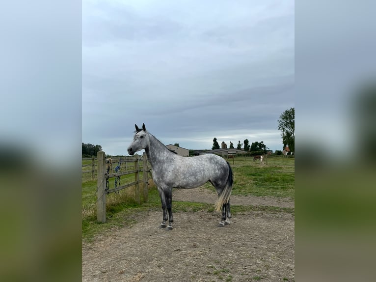 Belga Giumenta 6 Anni 158 cm Grigio in Zuienkerke