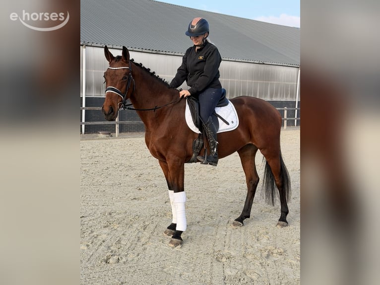 Belga Giumenta 6 Anni 164 cm Baio in Kaldenkirchen