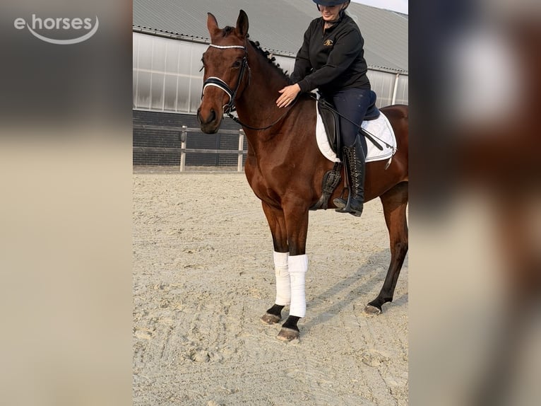 Belga Giumenta 6 Anni 164 cm Baio in Kaldenkirchen