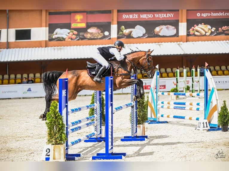 Belga Giumenta 6 Anni 165 cm Baio ciliegia in Wysogotowo