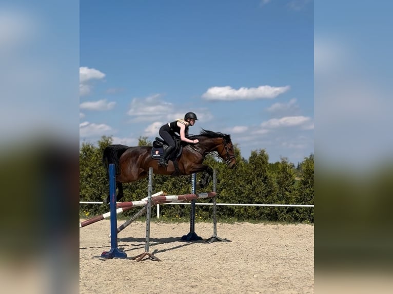 Belga Giumenta 6 Anni 165 cm Baio ciliegia in Wysogotowo