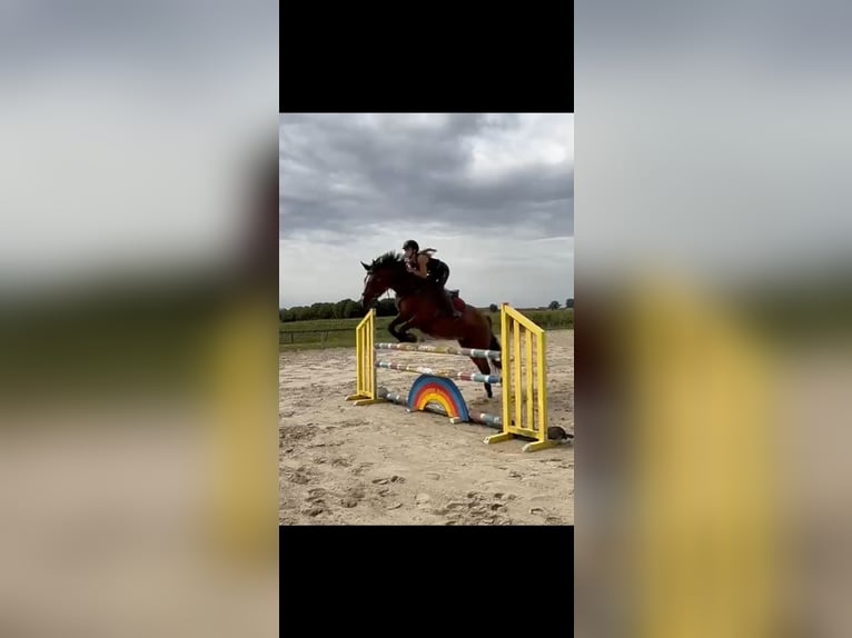 Belga Giumenta 6 Anni 166 cm Baio scuro in Denderwindeke