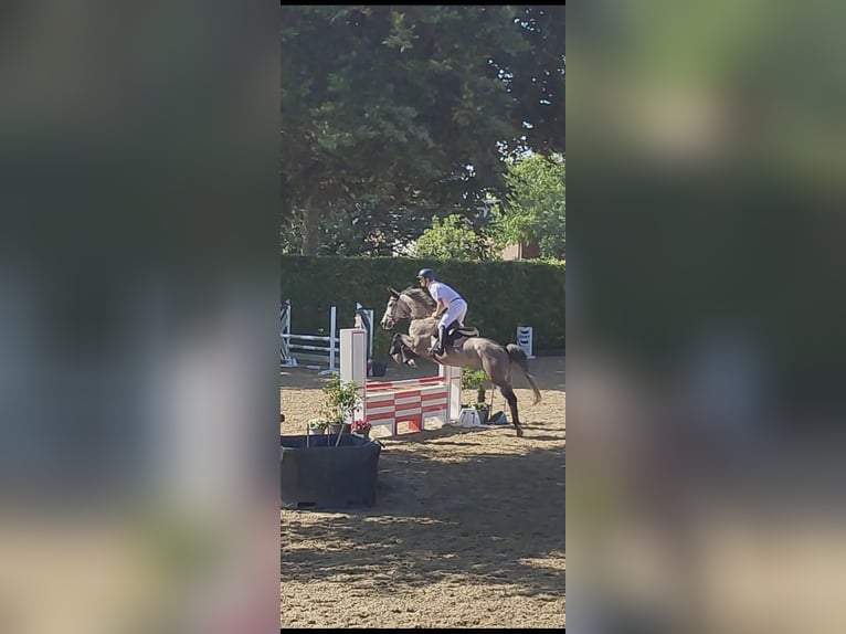 Belga Giumenta 6 Anni 168 cm Baio roano in Ophoven-Kinrooi